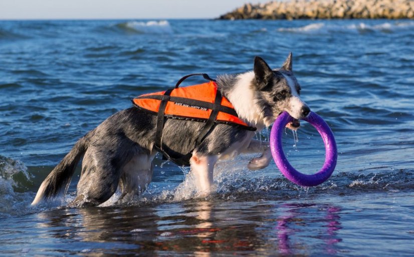 Plovací vesta pro psa AQUARIUS PET