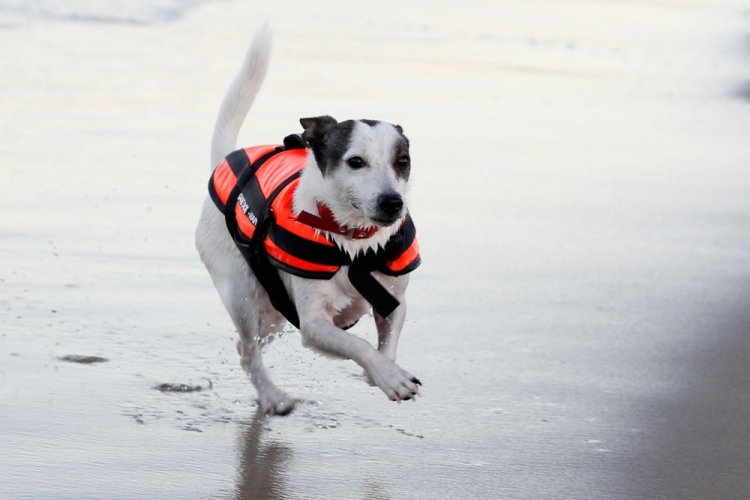 Schwimmweste für den Hund AQUARIUS PET